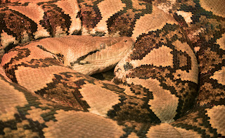 python reticule