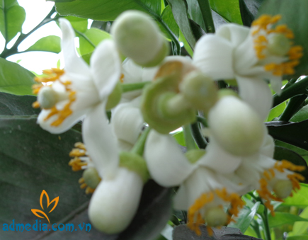 hương hoa bưởi hương hoa bưởi
