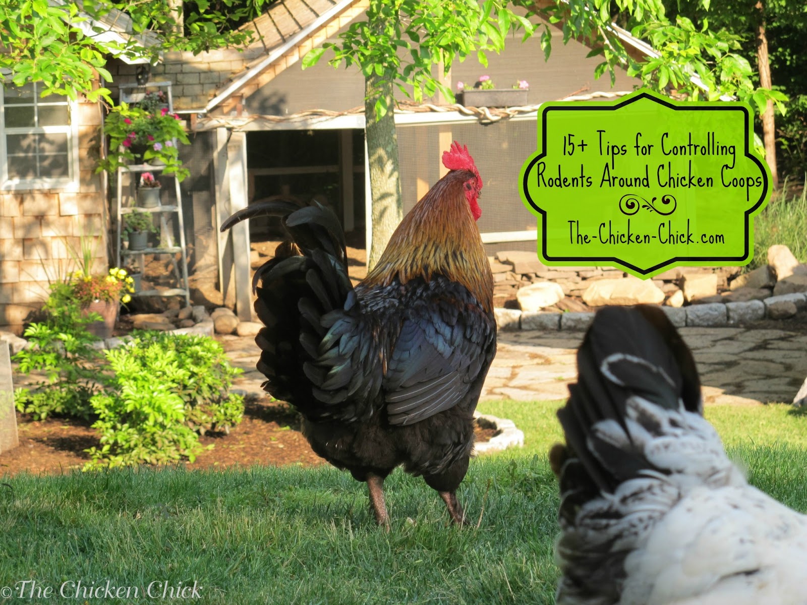 chickens is that they attract rodents, but the truth is that rodents ...