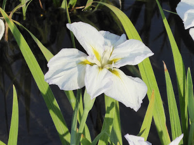 江戸古花 座間の森