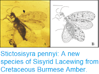 http://sciencythoughts.blogspot.co.uk/2018/03/stictosisyra-pennyi-new-species-of.html