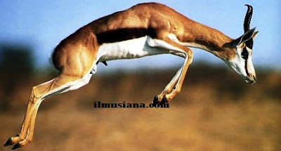 Thomson’s Gazelle hewan cepat