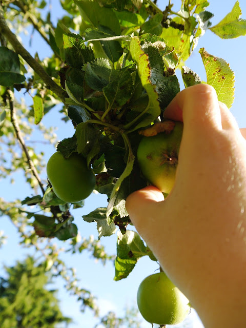 Apple picking