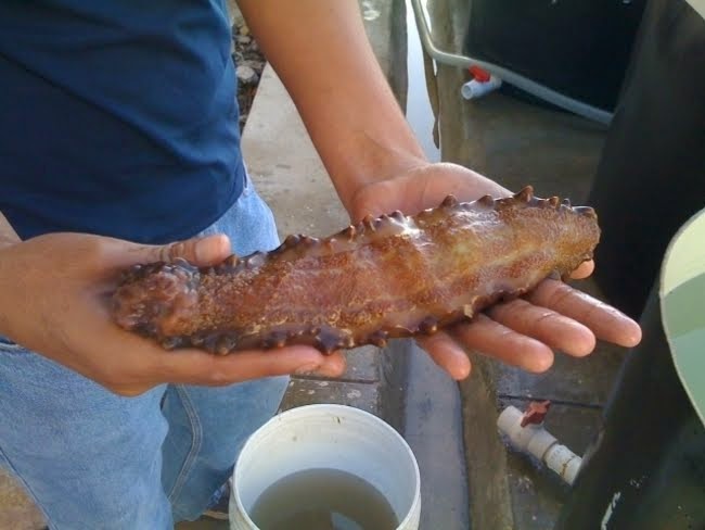 Estados/ Logran en Campeche producción de pepino de mar