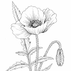 Flower Coloring Pages Hard : Hard Coloring Pages for Adults - Best Coloring Pages For Kids / See also our collection of coloring pictures below.