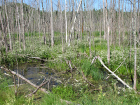 wetland