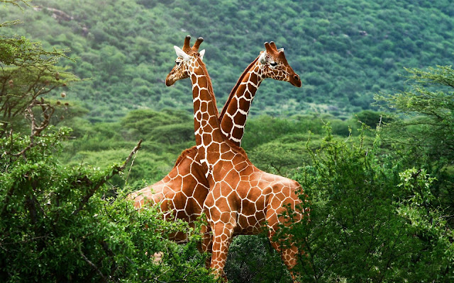 V Shape Giraffes