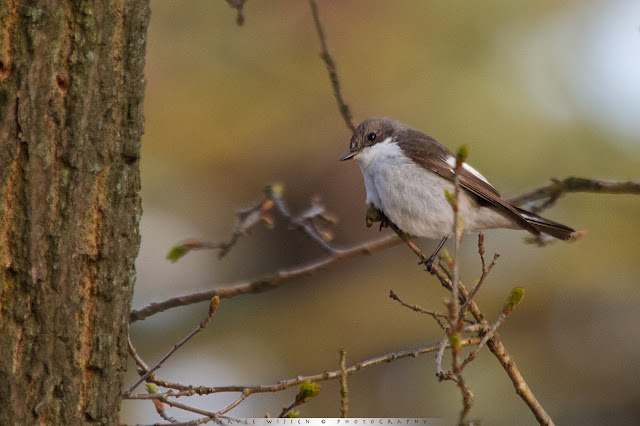 Bonte Vliegenvanger - Pied Flycatcher - Ficedula hypoleuca