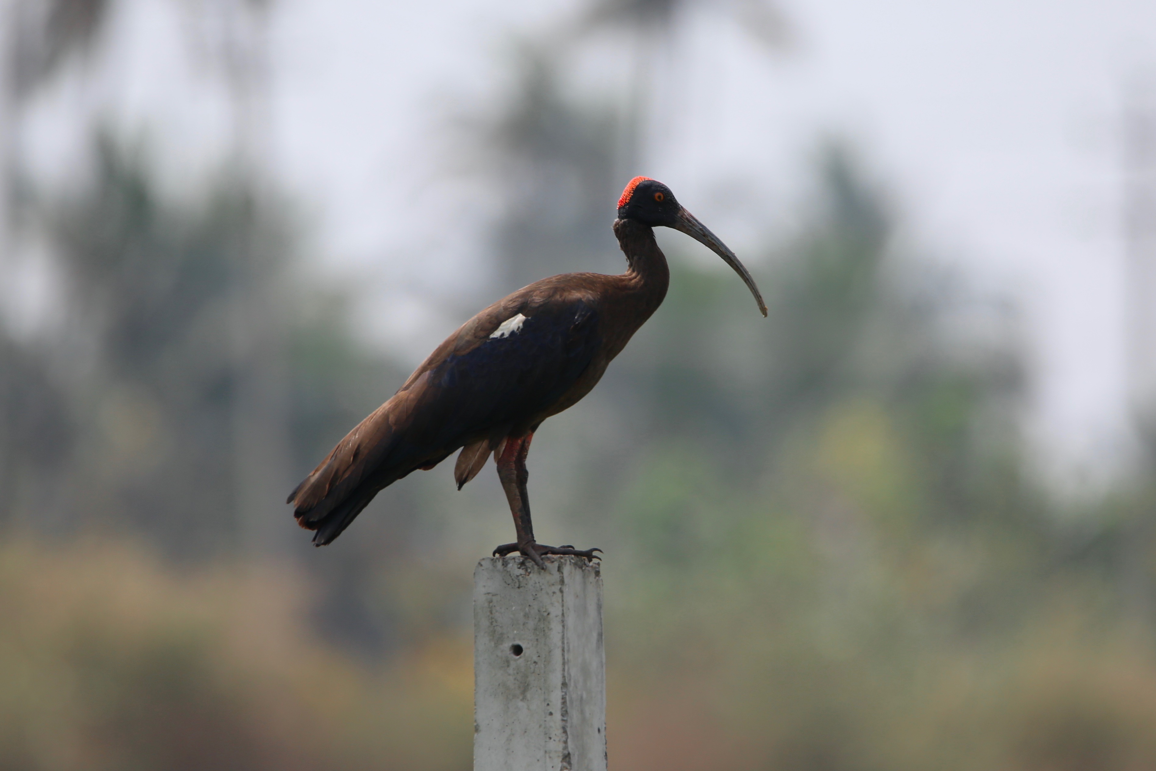 Red-naped ibis, Birds of Karnataka, India