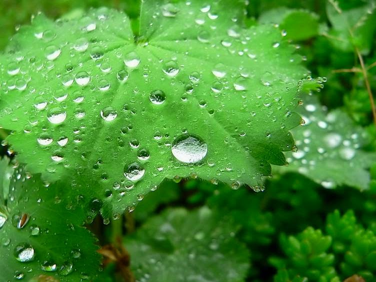 GAMBAR EMBUN PAGI PUISI CINTA Embun Pagi di Daun Mutiara 