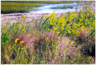 http://www.sciway.net/facts/sweetgrass-baskets.html