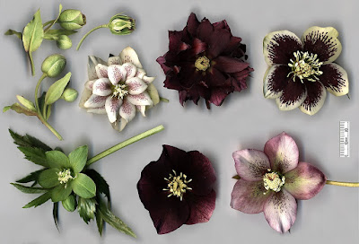 hellebore flowers of mixed colours