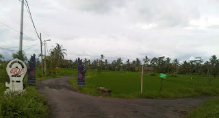 Junjungan Rice Field