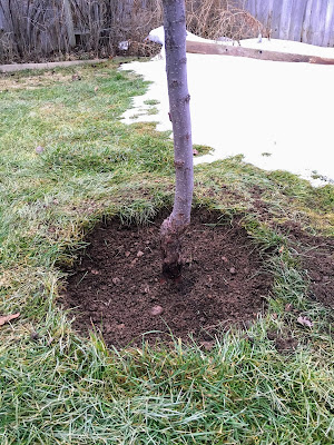 Remove Grass Around Tree Trunks