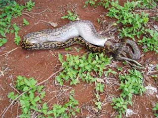 foto ular python kecil makan kangguru