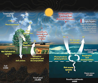 Demonstrative example of Carbon Cycle - Source: Wikimedia Commons - https://commons.wikimedia.org/wiki/File:Carbon_cycle.jpg