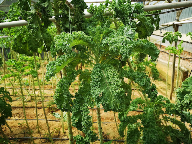 Organic Kale