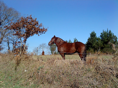 by E.V.Pita....Horses in Betanzos countryside region / por E.V.Pita... Caballos en la comarca de Betanzos / por E.V.Pita... Cabalos nas terras de Betanzos