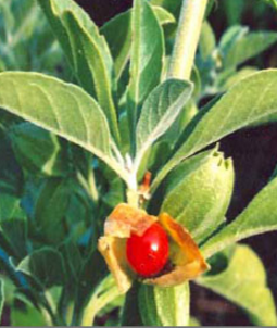 Ashwagandha Increases Brain Power