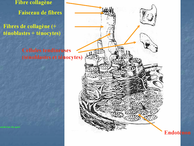 LÉSIONS MUSCULAIRES