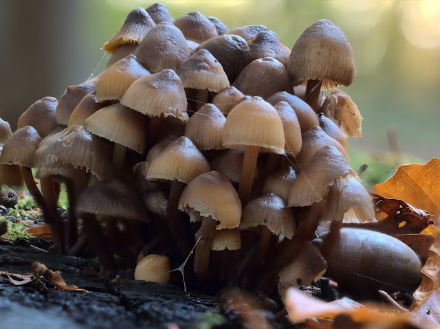 Zahlreiche kleine, braune Pilze drängen sich auf einem alten Baumstamm