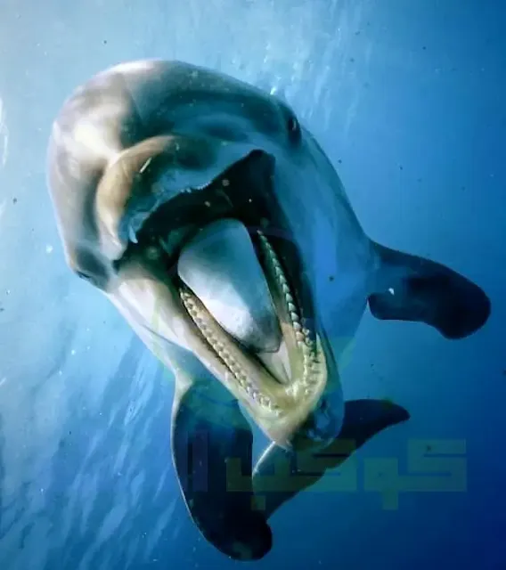 مصور مكسيكي يلتقط صوراً لدلفين غاضب
