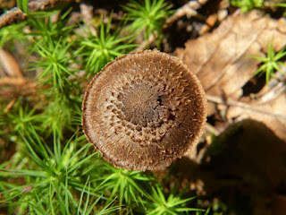 Inocybe calamistrata - Inocybe à base vert sombre - Inocybe à base verte 