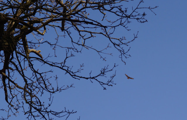 red kite in Norfolk