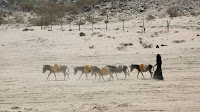 A woman walks with donkeys carrying water gerry cans in Yemen's volatile province of Marib. (Credit: Reuters/Ali Owidha) Click to Enlarge.