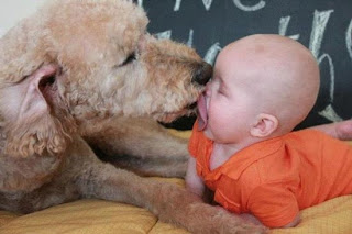 Funny Dog And Baby Kissing