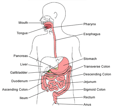 human digestive system diagram for kids. frog digestive system diagram