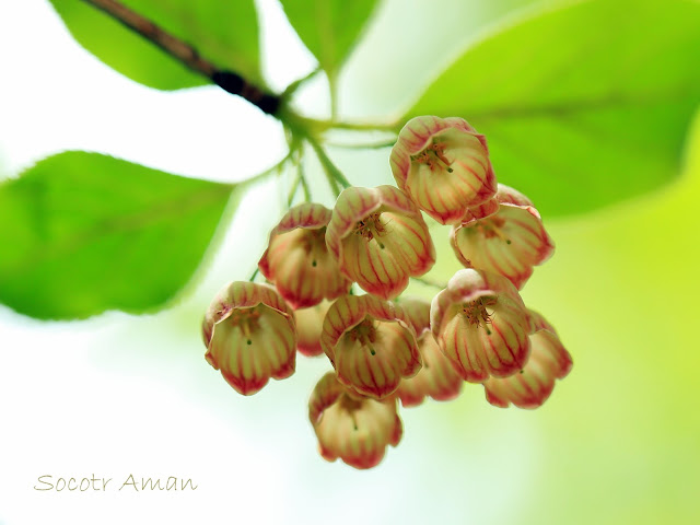 Enkianthus campanulatus