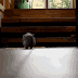 Baby Wombat