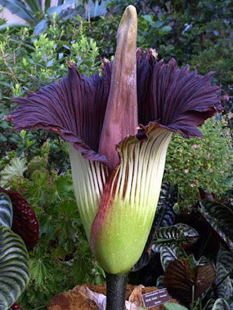 Titan arum