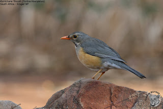 zorzal de kurrichane Turdus libonyanus