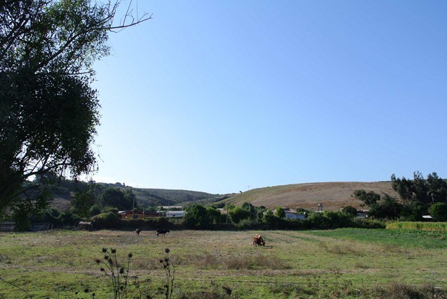 DSC_8454