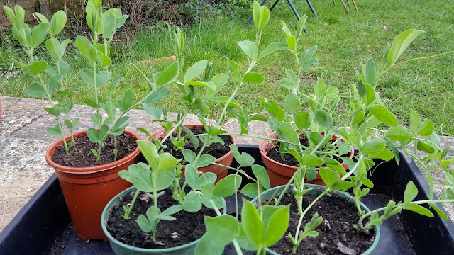 Project 366 2016 day 104 - Sweet peas // 76sunflowers