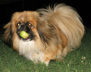 Anjing Pekingese Lucu