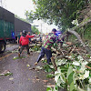 Sore ini, Pohon Tumbang Sempat Tutup Jalan Nasional Sukabumi - Bogor