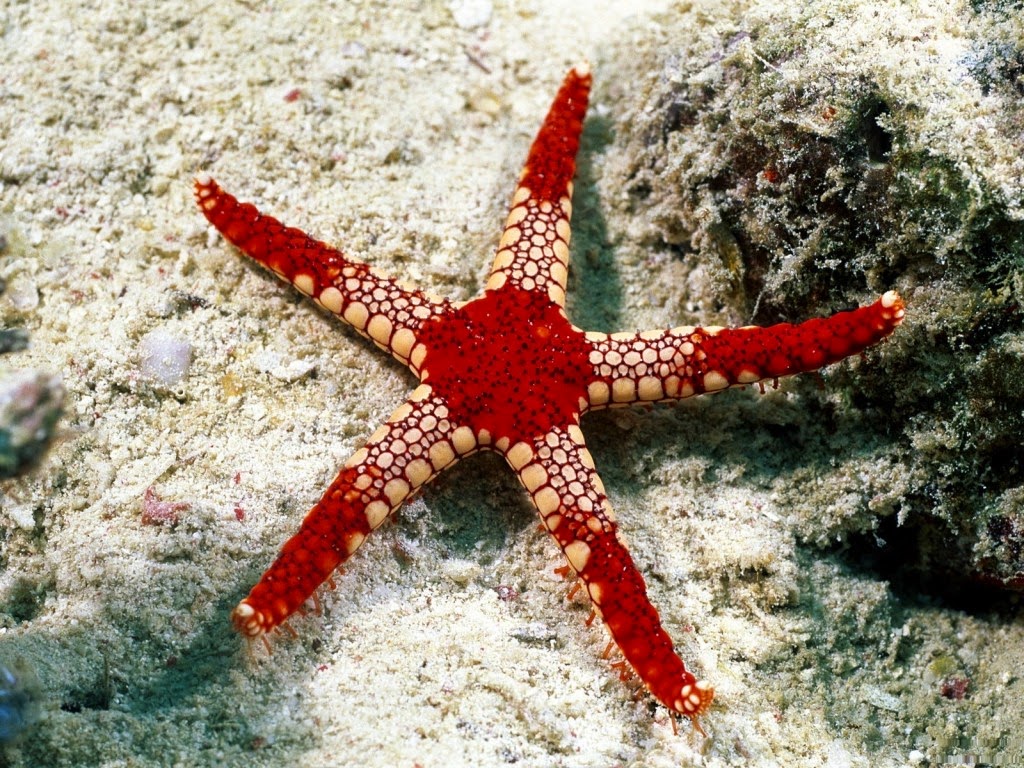 Gambar Sistem Pencernaan Hewan  Echinodermata  Gambar di 