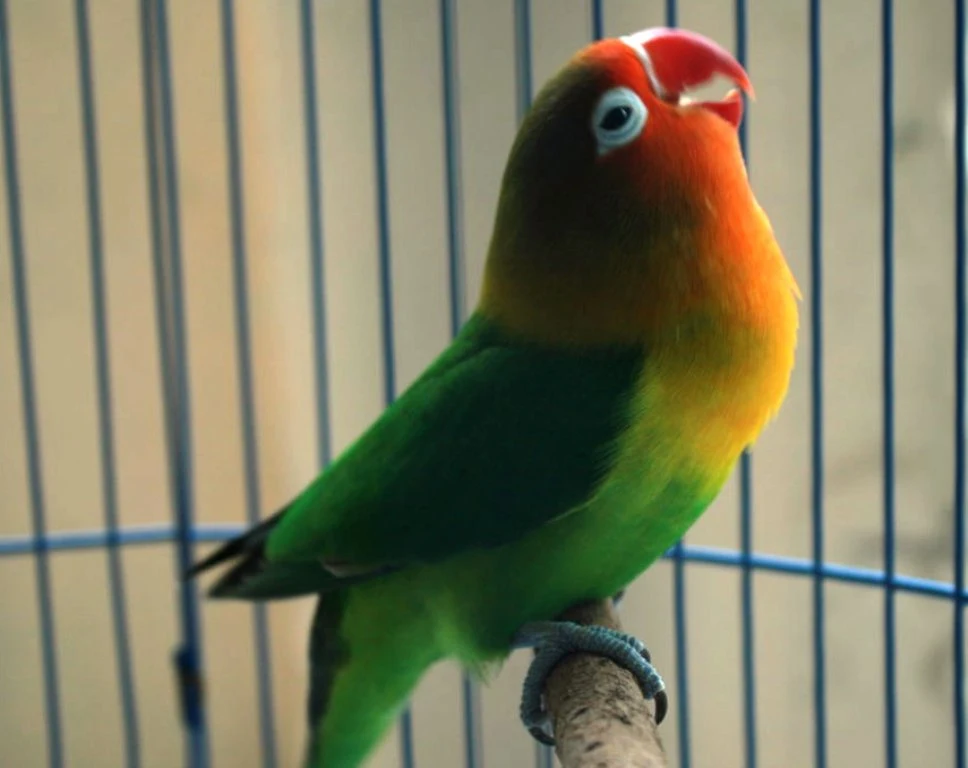 Burung Lovebird