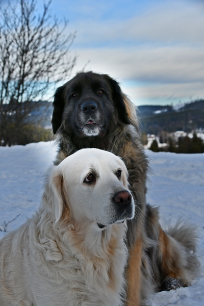 leonberger golden retriever