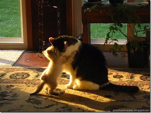 gatos migallinero (1)