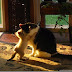Fotos divertidas de gatos