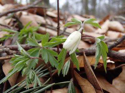 Zawilec gajowy Anemone nemorosa