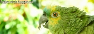 parrot-fbcover