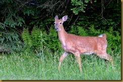 White-tailed Deer White-tailed Deer
