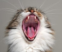 Bad breath in cats