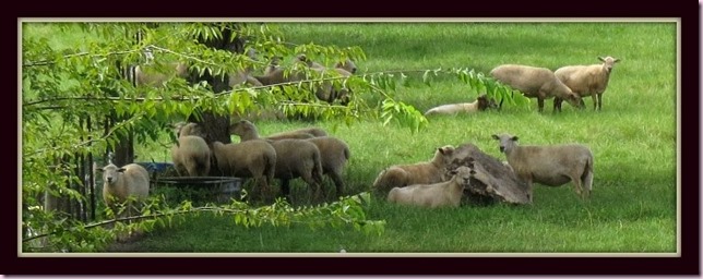 sheepIMG_2231