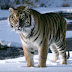 Siberian tiger wallpaper